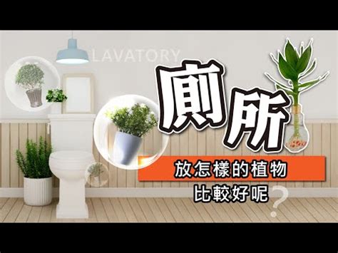 廁所盆栽|浴室植物怎麼挑？8種耐陰好養盆栽妝點你的。